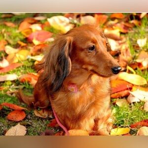 Sim,29.5 X 19.6 inch Handmade Premium Basswood Jigsaw Puzzle 1000 Piece (025)